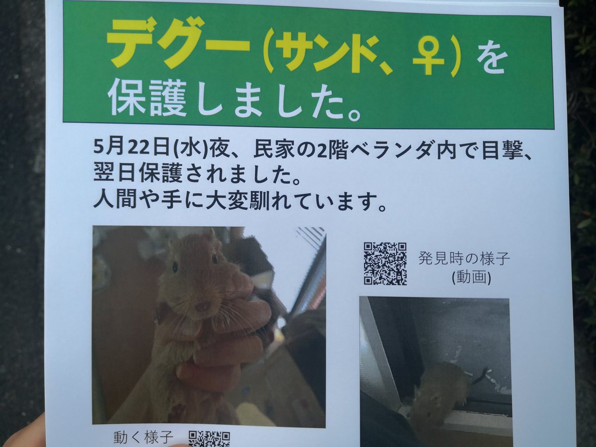 [迷いデグー報告書22]
発見から1週間ほど経つものの、警察含め未だ飼い主さんの手がかりなし。

迷子ポスターを作成し、マンション、並びに頑張れば上がってこれそうな場所にある民家の郵便受けにポスティング。

連絡先に警察署(落とし物係)を提示できるので、届け出ておいてよかったと思う。