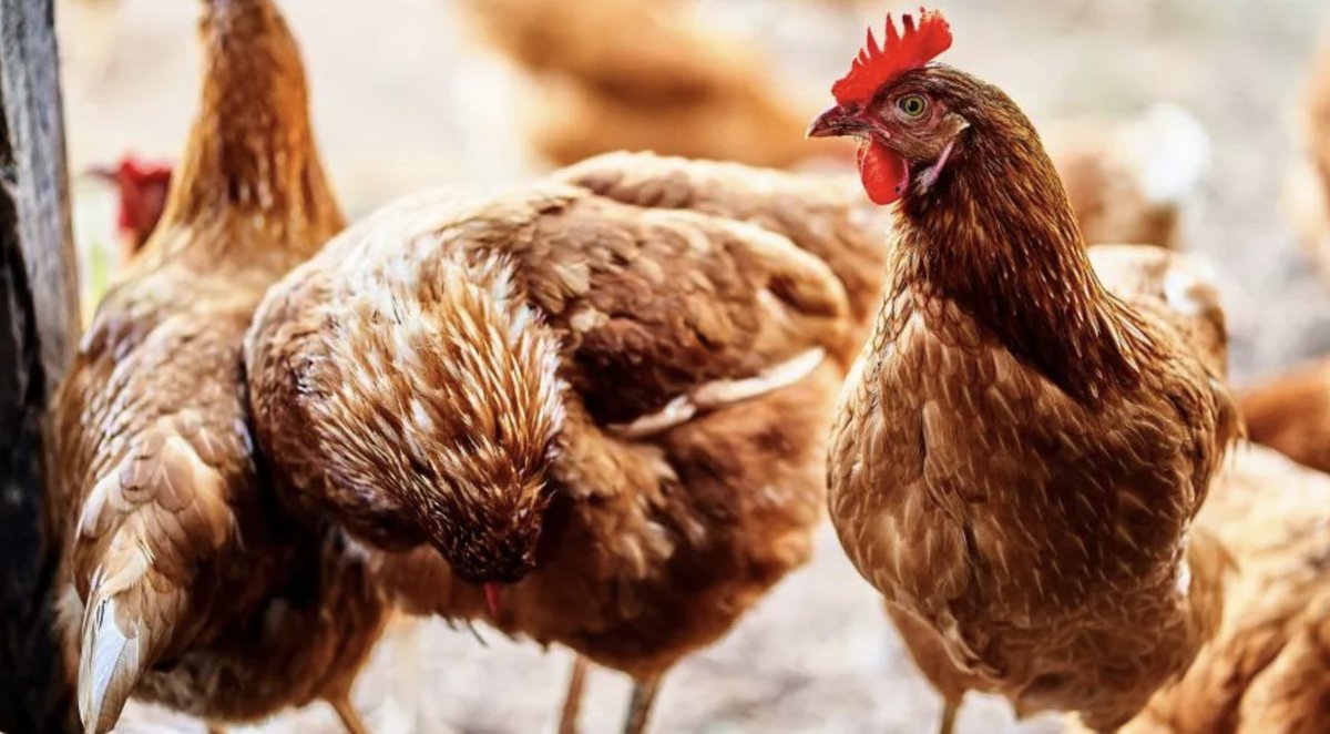 New grant for hen housing: It's expected the online checker will open from the end of June, and applications in July. Check out the details & some guidance from @HydorUK 👇

#livestock #poultry #BritishFarming

farmersguide.co.uk/livestock/poul…