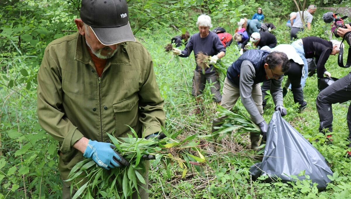 Lutter contre l’uniformisation de nos paysages et la disparition de la biodiversité, en voilà une bonne nouvelle. Et on la doit au Centre de la Nature Montagnarde à Sallanches qui organise des chantiers citoyens pour lutter contre les plantes invasives.
➡️ l.francebleu.fr/YEkk