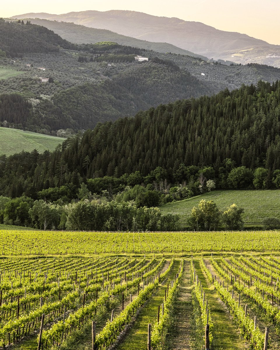 At Castello Nipozzano, Spring means life, vigor, and celebration. 

#Frescobaldi #MarchesiFrescobaldi #ToscanaDiversity