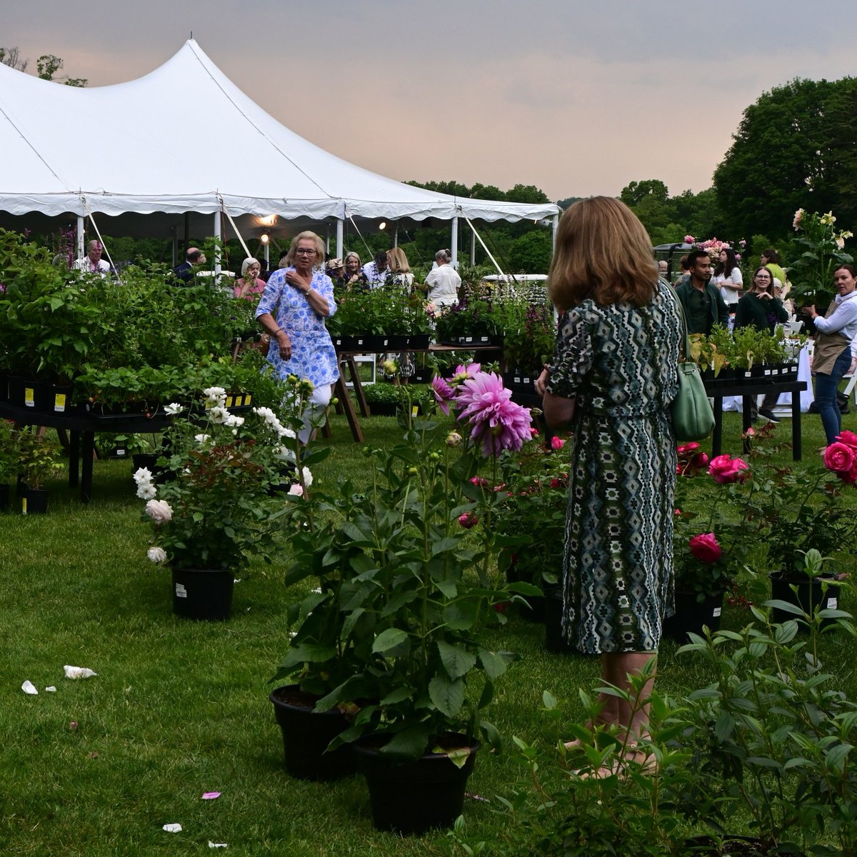 Get ready to immerse yourself in the wonderful world of gardening at @oldwestburygardens fourth annual Garden Days event! 🌺#discoverlongisland From May 30th to June 2nd, celebrate the beauty of nature with a plant sale, music, & more!☀️🌿📸: @trishajay_photography