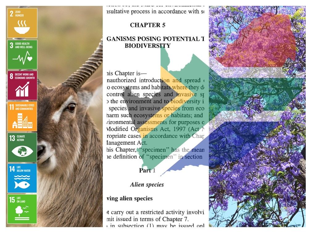 560 uitheemse taksa word in SA gereguleer om skadelike biologiese invalle te beperk. Wilson & Kumschick hersien die regulasies en skets hoe bewyse gebruik word om te motiveer vir veranderinge aan lyste buff.ly/3yNjl1i #SDG2 #SDG3 #SDG14 #SDG15 #AlienTaxa