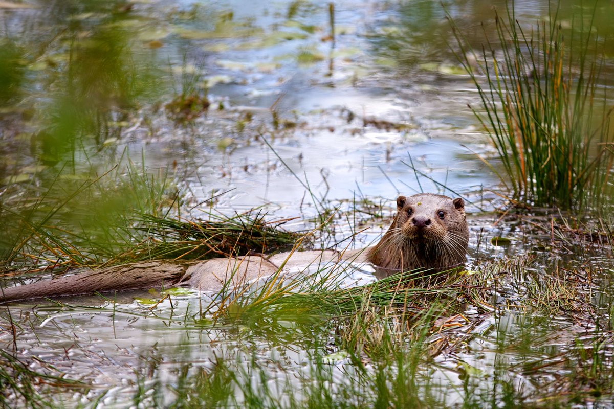 Happy #WorldOtterDay! 🐾 Populations crashed in the UK in the last century due to the introduction of pesticides - since their ban in the 70's otters have recovered and are now found in every river catchment in the UK! Have you seen otters near you? 👀 ow.ly/PL1H50RWsa4