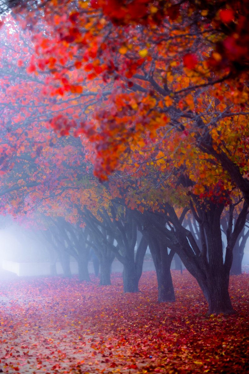 Last days of Autumn 🥺

🍂🍂
.
.
.
#lastdaysofautumn #fog #sunshine #lakeburleygriffin #besttimeoftheyear #moodygrams @visitcanberra @Australia @CanonUSA
