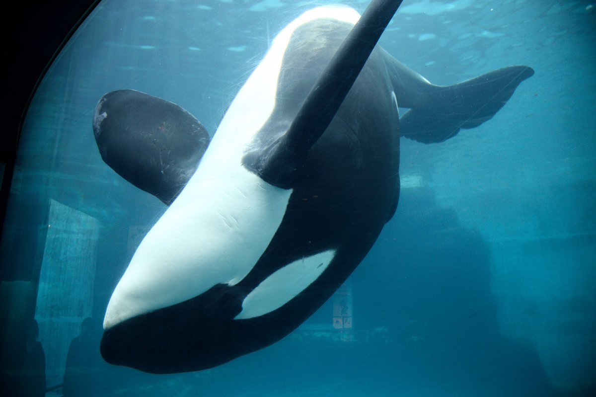 シャチです。 幻の“白いシャチ”2頭が知床の羅臼沖に 2019年から毎年のように目撃