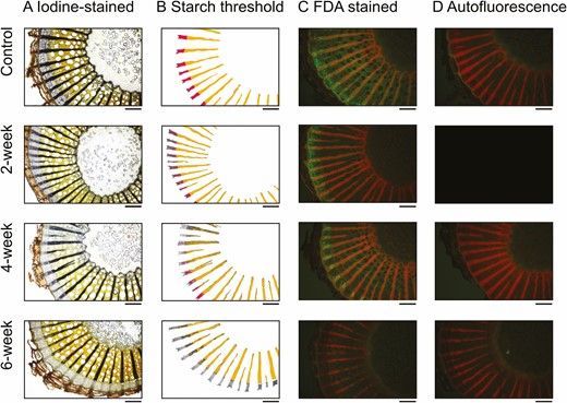 ♻️ Starch depletion in the xylem and phloem ray parenchyma of grapevine stems under drought  by Kyra Prats and co-authors. 

Full #openaccess
👉 bit.ly/3RIzKM9 

#PlantScience