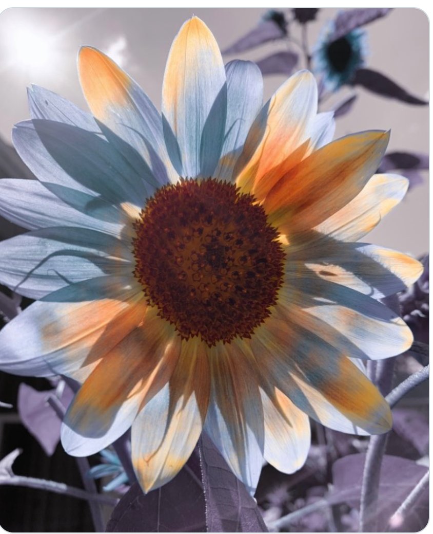 ...he supports sooo many on here Artists🎨Musicians🎵Photographers📸Authors🔖 Follow ➡️➡️@AdamMichaelSmi4 + 🤩he creates beautiful sunflowers for your timeline🔽 🔽🤯#FlowersOnX #SupportEachOther