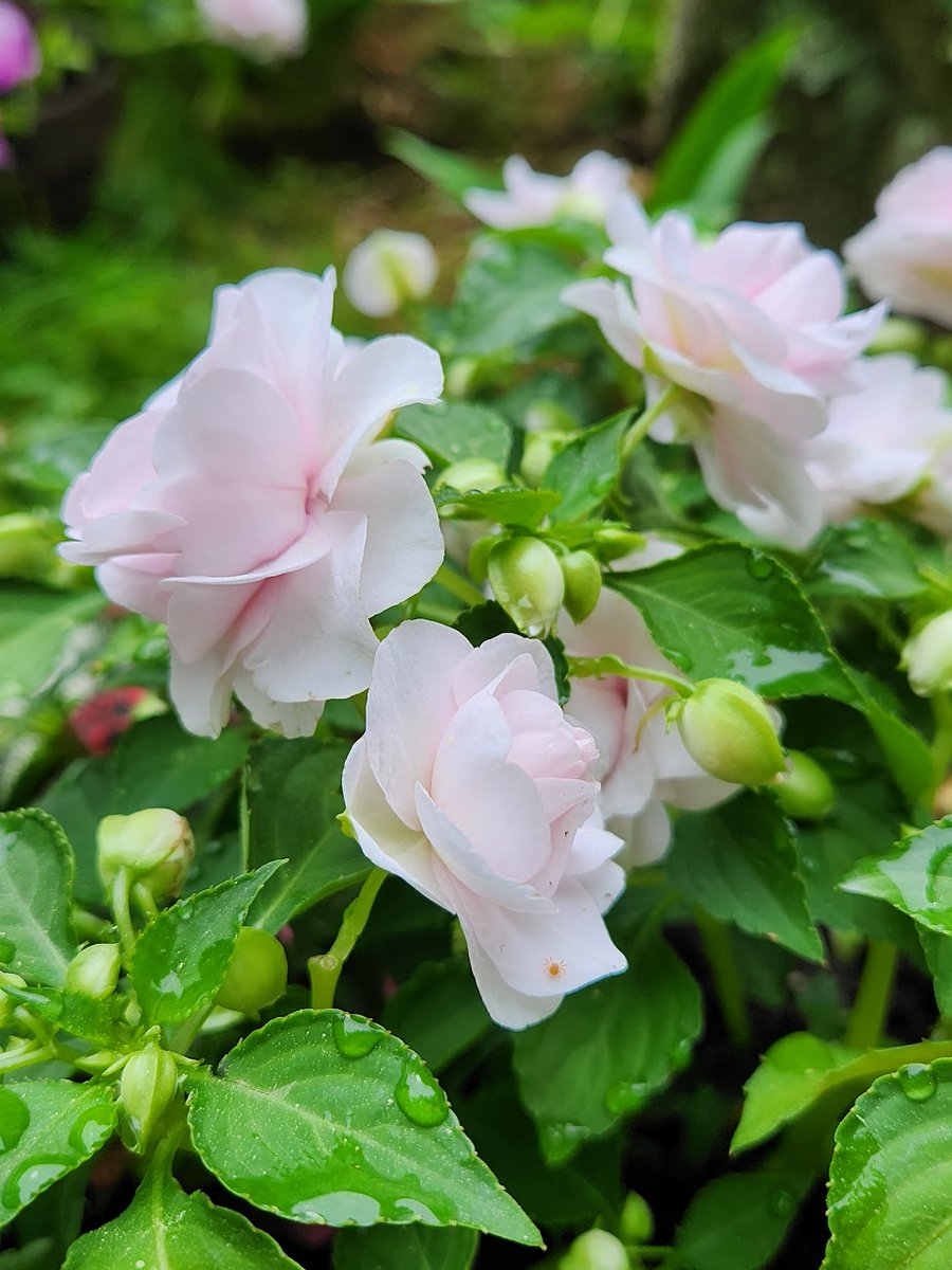 I do have some buds on the roses but while we wait, a rose lookalike, Double Impatiens #RoseWednesday