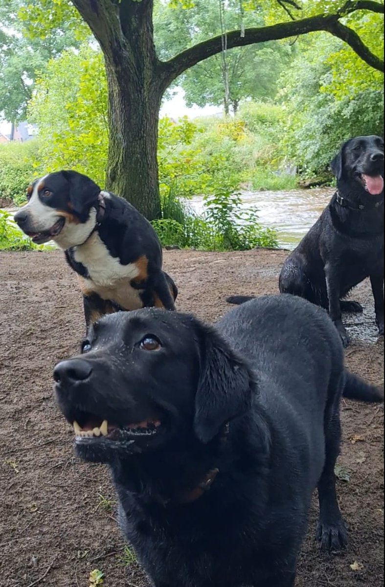 Heute war Hundeschule, kein Mantrailing sondern nochmal Gehorsam, also ablegen aus der Sicht und warten bis wir abgeholt werden ist nicht so unsere Stärke.. Wir wollen doch jede Minute bei den Menschen sein 😇🤭. Aber sonst lief alles super. Unser Pfreund Neo war auch dabei.🥰