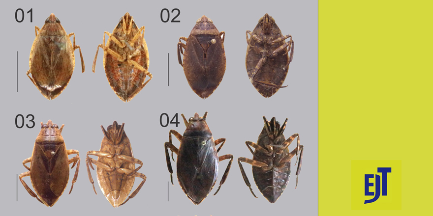 [#entomology]  Belostomatidae Leach, 1815 (Insecta: Hemiptera: Heteroptera: Nepomorpha) of northeastern Brazil ⤵

✒ Cleilton Lima Franco - @stefanello_f - Carlos Augusto Silva de Azevêdo & Felipe Ferraz Figueiredo Moreira
🔗 DOI: doi.org/10.5852/ejt.20…
#Hemiptera #Heteroptera