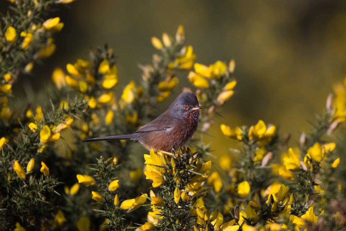 A bit of colour from earlier this spring, gorse looks spectacular when flowering. It also provides a home for Dartford warblers which can be very photogenic when they aren't skulking about. #Springwatch @BBCSpringwatch