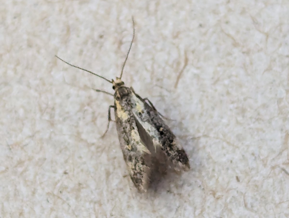 cihurst's tweet photo. I'm having difficulty identifying this Moth from my trap in a small garden in Mansfield, Notts. 27-05-2024.
About 5 to 6 mm long with what looks like a small double stripe behind the head. Help would be appreciated. @MOTHIDUK https://t.co/nFpmOufHcD