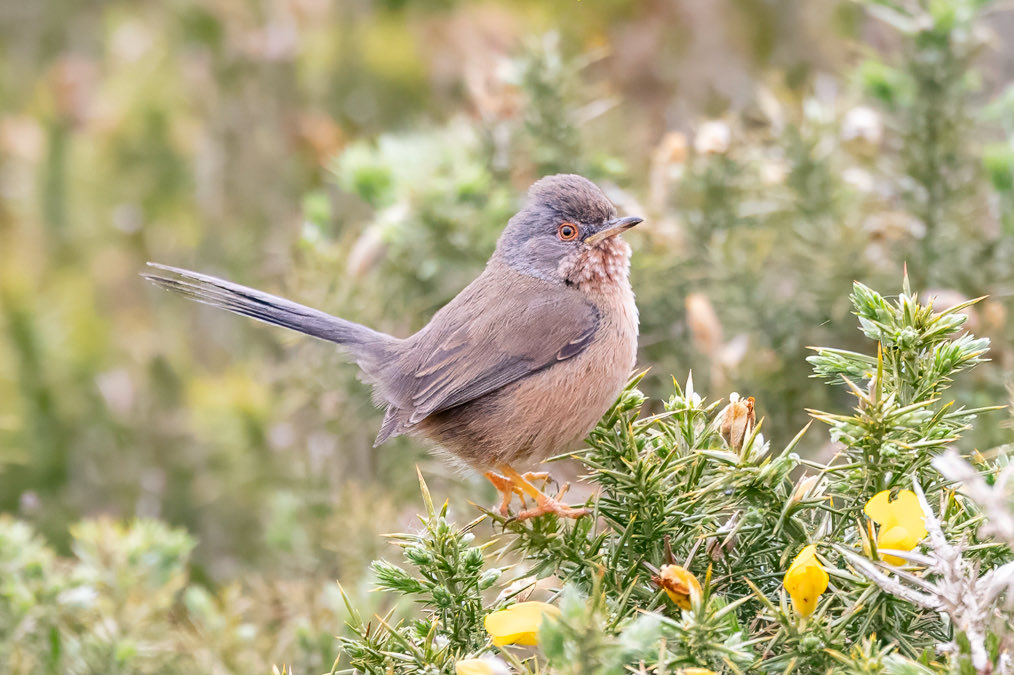 Revisiting my images from our Norfolk trip earlier this month with Dartford Warbler male standing out from the Gorse backdrop and the obliging female.