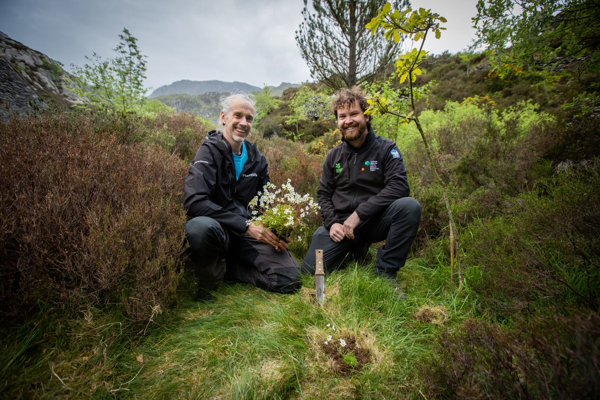 Rosy saxifrage, a beautiful mountain plant that once clung to cliff edges in @EryriYGNT (Snowdonia), has been successfully reintroduced into the wild in Wales after being extinct since 1962. Find out more about this huge moment for nature recovery here: bit.ly/44VG87r