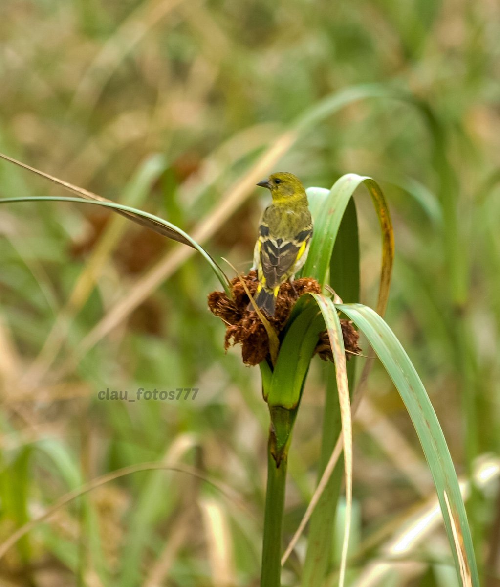 Dejo hoy al Cabecitanegra (Spinus magellanicus). Él: cabeza negra, colores muy vivos. Ella no tiene cabeza negra y es de color amarillo verdoso.
Son semilleros. Canto largo y melódico, a veces, introduce sonidos de otras aves.
Lamentablemente, es muy utilizada como ave de jaula.