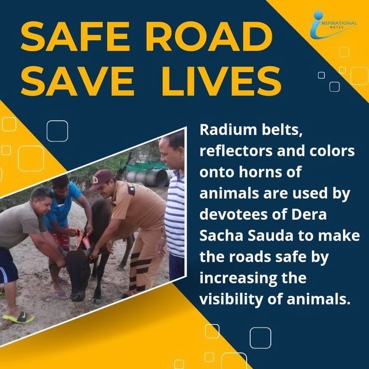 Many animals get injured due to road accidents at night. To save them 
#SafeRoadsSaveLives initiated by Saint Ram Rahim Ji under which DSS Sirsa volunteers tie the radium bandages or reflector belts on animals for Welfare animals.