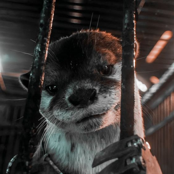 Rocket tweet media