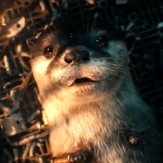 Rocket tweet media