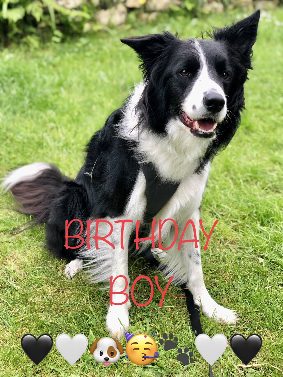 #birthdayboy #happybirthday #bordercollie #gateshead #newcastle  💙🐶🐾