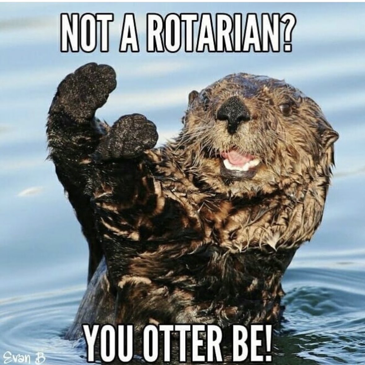Monique_Labat's tweet photo. Today is International Otter Day! Want to know more about Rotary and the community work we undertake, join us on alternative Monday evenings @ 18:00  @thirstyscarecrw on the R44 between Stellenbosch &amp; Somerset West! #Rotary #CreateHopeintheWorld #peopleofaction #doinggood https://t.co/z7bp0YSV8I