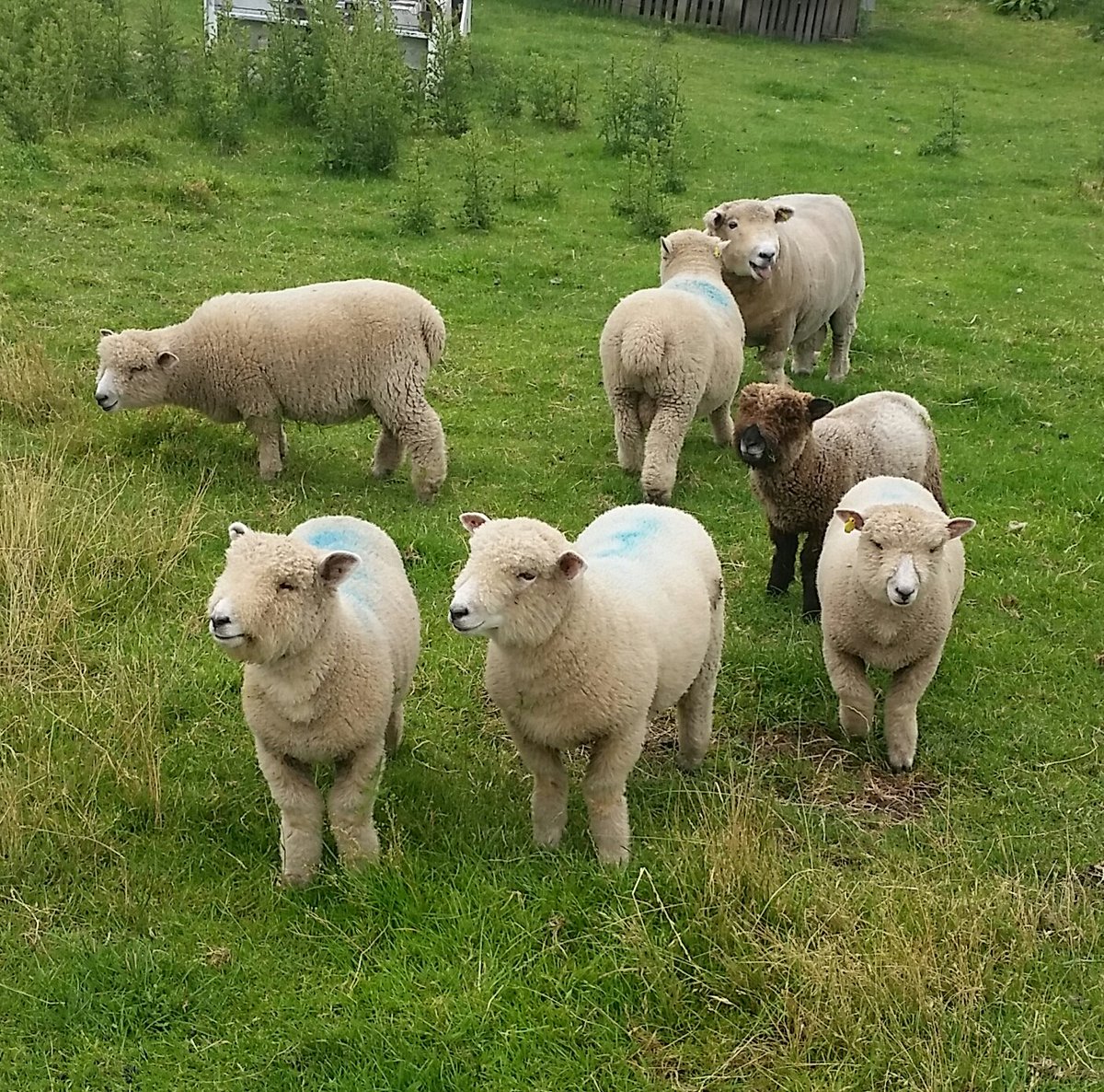 Dear twitter You don't have to (repeatedly) tell me how to vote or who to vote for. I'm an adult. Unrelated, here are some sheep. Best wishes Steve