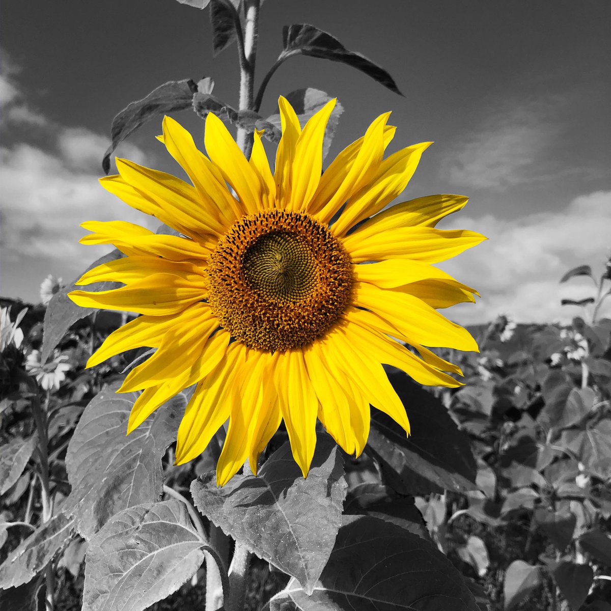 𝙎𝙪𝙣 𝙛𝙤𝙡𝙡𝙤𝙬𝙚𝙧 #sunflower #sunflowers #flower #flora #yellow #vergelegen #vergelegenwineestate #blackandwhitebackground #colorsplash #colorsplash