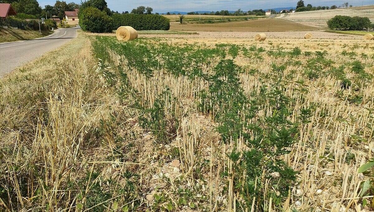 Nappes phréatiques au vert en Isère : une assurance contre la sécheresse ? 'C'est un peu tôt pour le dire' ➡️ l.francebleu.fr/c2Cv