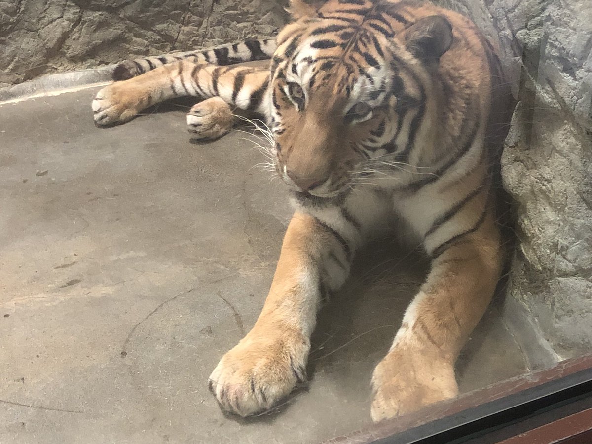 今日は1日かけてエスパルス推し活してきました！日本平動物園では3枚目はお父さんの勝ちパルちゃんを借りて📸ポストカードもちゃんとGETしたし、カメラ目線も近くで頂けました。
三保の2時間、日本平動物園あっという間でしたが満足✨楽しい1日でした！

三保活またしたい！！

#spulse
#日本平動物園