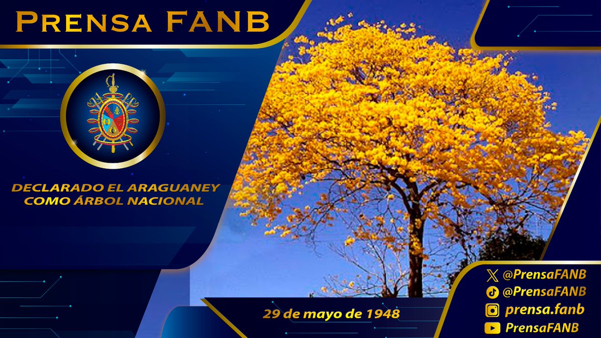🗓️ #29May || Hace 76 años fue declarado el Araguaney como Árbol Nacional de Venezuela, cuyo nombre es de procedencia indígena y significa voz de oro. Este árbol ya empieza a florecer, engalanando los paisajes naturales de nuestra patria.🇻🇪