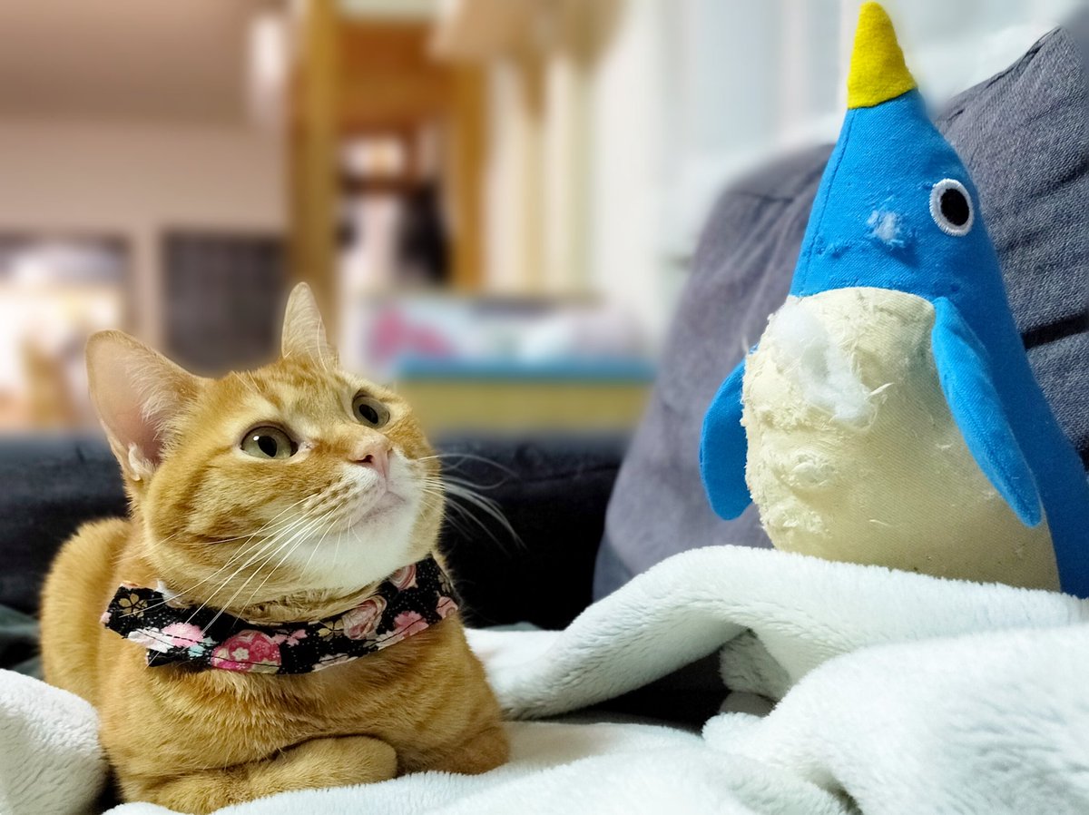 こんばんにゃ、こなですにゃ😽 ペンギンさんボロボロですにゃ🐧 こなは何も知らないですにゃよ🐱 #茶トラ #猫のいる暮らし #猫好きさんと繋がりたい #cats #CatsOfTwitter