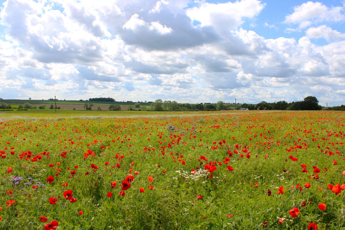 #poppies and #clouds #loveukweather #lincs