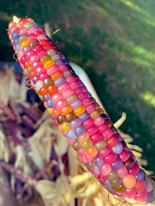 The Glass Gem Corn is a mix of ancient Pawnee, Osage and Cherokee varieties and it's indigenous to North America. It was regrown by the late Cherokee farmer Carl Barnes in Oklahoma.