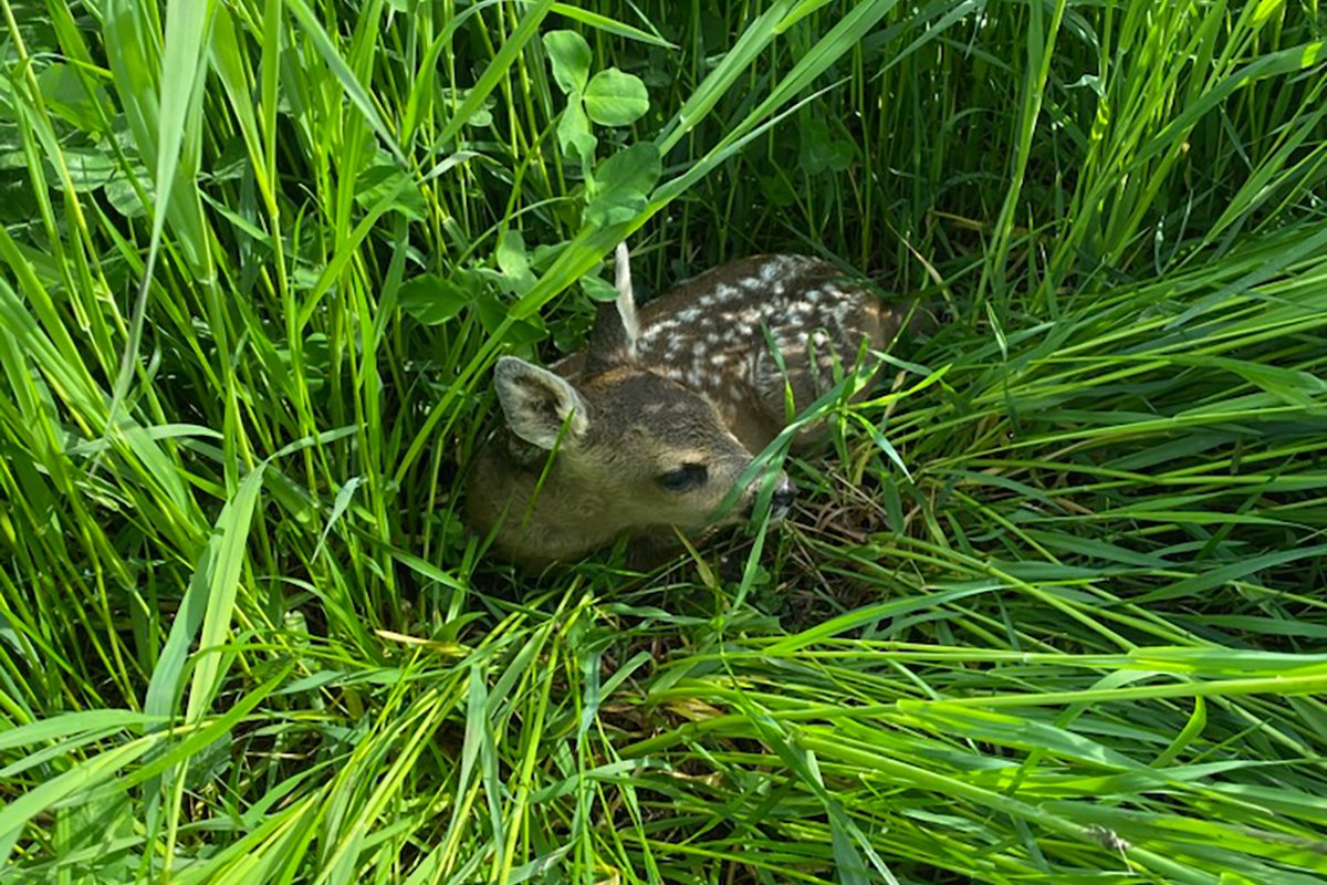 Hvert år dør mange rådyrkalver under slåtten, men hva slags effekt har det å flytte dem? nina.no/Om-NINA/Aktuel… #rådyr #hjortedyr #natur #naturforskning #ninaforskning