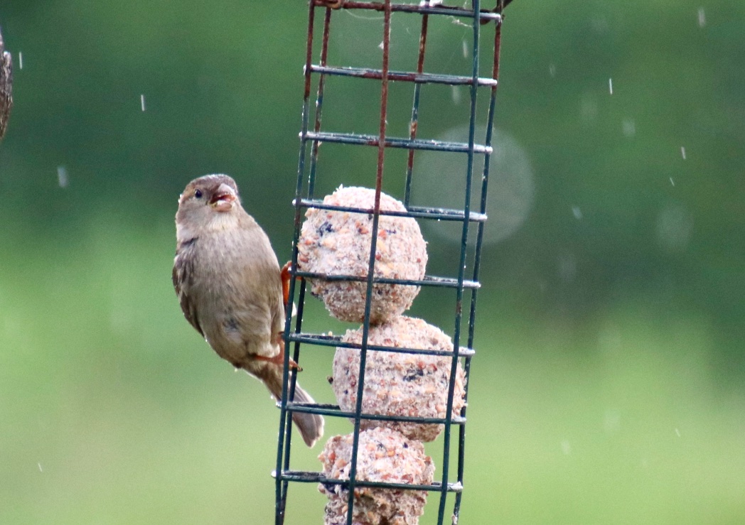 Guess what?  It’s raining ☔️ #loveukweather @metoffice @ChrisPage90 @WeatherAisling @danholley_