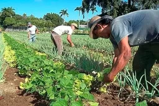 Buenos días vecino 🌞 #FidelPorSiempre: 'Hay que decir que para nosotros la cuestión alimentaria es la número uno de todo, es la prioridad uno entre todos nuestros programas' #CDRCuba #CultivaTuPedacito #Cuba