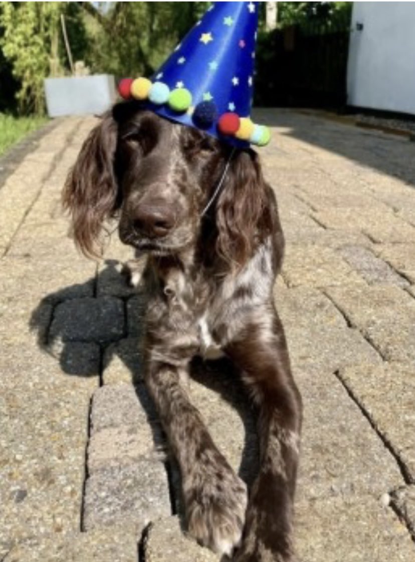 #SpanielHour SAGE missing #FornsettSaintPeter #Norfolk #NR16 28/5/24 Last Seen 3:00pm near Forncett St Peter church, Any info pls call - 07932627441 Female brown&white #Sprocker CHIPPED doglost.co.uk/dog-blog.php?d… @NorfolkNews @JacquiSaid @juliagarland73 @RachaelB100 @bs2510