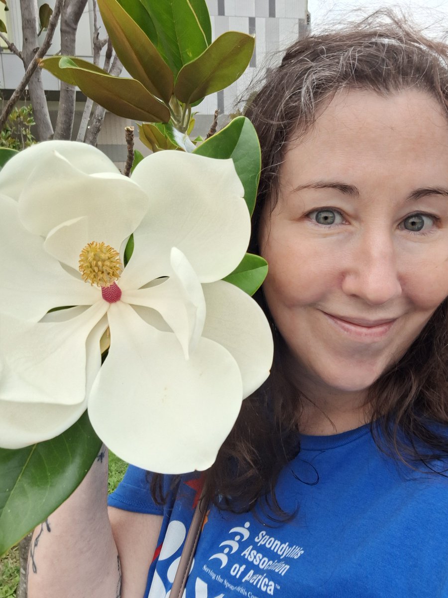 When you spot a pristine magnolia tree in full bloom on your walk during May for #WalkYourASOff and move closer to see that one bloom is as big as your head. The scent was divine! Never seen such a flawless bloom. #TheWalkingSpondies - two days to go for #ArthritisAwarenessMonth!