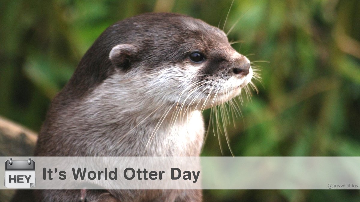 It's World Otter Day! #WorldOtterDay #OtterDay #WorldOttersDay