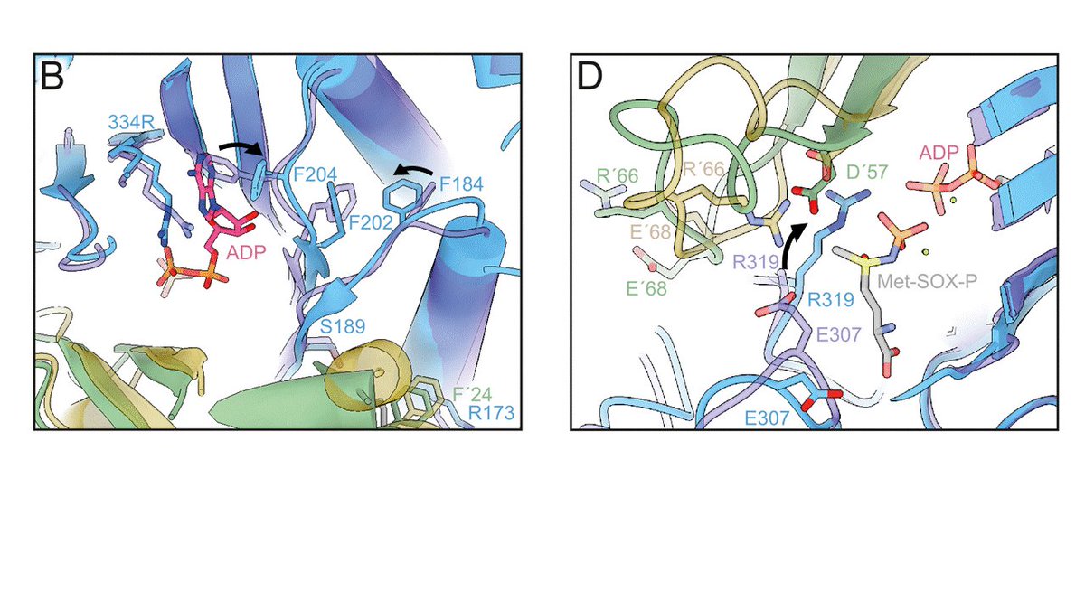 SchmitzStreitLab (@schmitzstreits) on Twitter photo We are excited to share our discovery: 2-OG triggers the assembly of active GS in M. mazei <a href="/eLife/">eLife - the journal</a> – congrats to Eva 👏👏(fast track Phd) and the wonderful collaboration with the Schuller @SYNMIKRO <a href="/Uni_MR/">Philipps-Universität</a> Stefan Bohr, @KAHochberg lab! <a href="/SPP_2002/">Spp_fah</a>, @DFG elifesciences.org/reviewed-prepr… We are excited to share our discovery: 2-OG triggers the assembly of active GS in M. mazei <a href="/eLife/">eLife - the journal</a> – congrats to Eva 👏👏(fast track Phd) and the wonderful collaboration with the Schuller @SYNMIKRO <a href="/Uni_MR/">Philipps-Universität</a> Stefan Bohr, @KAHochberg lab! <a href="/SPP_2002/">Spp_fah</a>, @DFG elifesciences.org/reviewed-prepr…