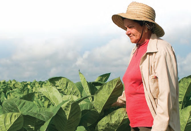 Como homenaje a Lázaro Peña, líder de la clase obrera en #Cuba, cada 29 de mayo los trabajadores tabacaleros celebran su día. Nuestras felicitaciones a quienes han sido y son parte de este sector. 
#GenteQueSuma 🇨🇺