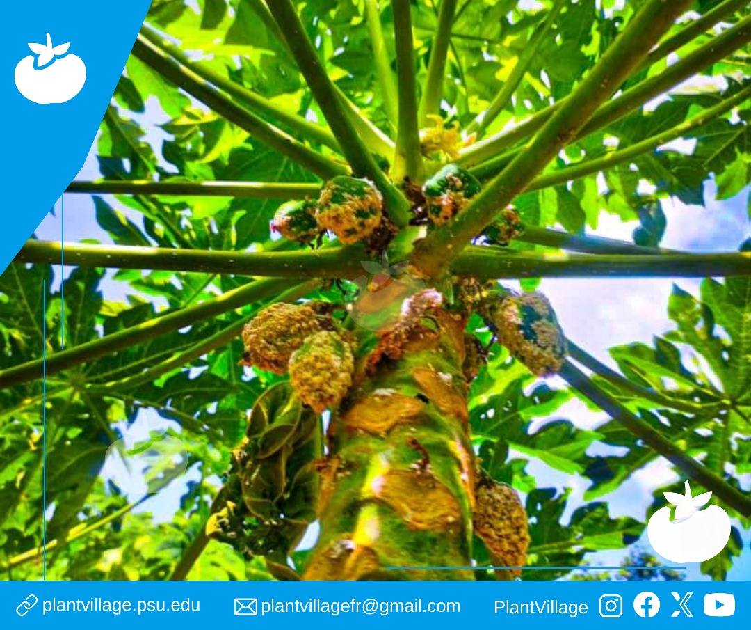 PlantVillage_FR's tweet photo. #Lutte Contre la #Cochenille : #Protégez les #Plantes!
Les cochenilles affaiblissent les plantes en suçant leur sève, causant jaunissement des #feuilles et chute des #fruits. Maintenez les plantes en bonne santé. Inspectez-les régulièrement. Évitez les #excès d'#engrais azotés. https://t.co/DMwfNAByba