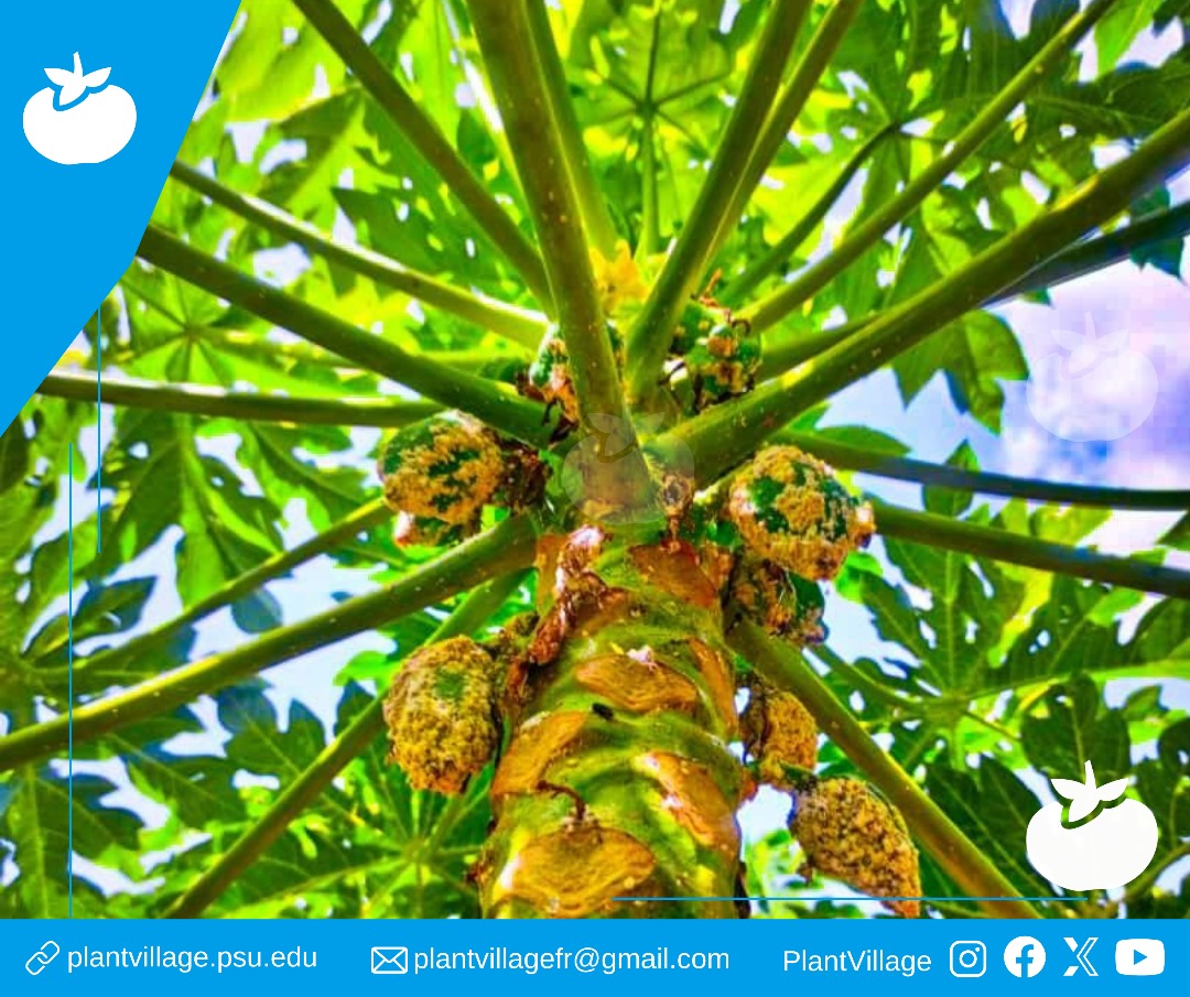 PlantVillage_FR's tweet photo. #Lutte Contre la #Cochenille : #Protégez les #Plantes!
Les cochenilles affaiblissent les plantes en suçant leur sève, causant jaunissement des #feuilles et chute des #fruits. Maintenez les plantes en bonne santé. Inspectez-les régulièrement. Évitez les #excès d'#engrais azotés. https://t.co/DMwfNAByba