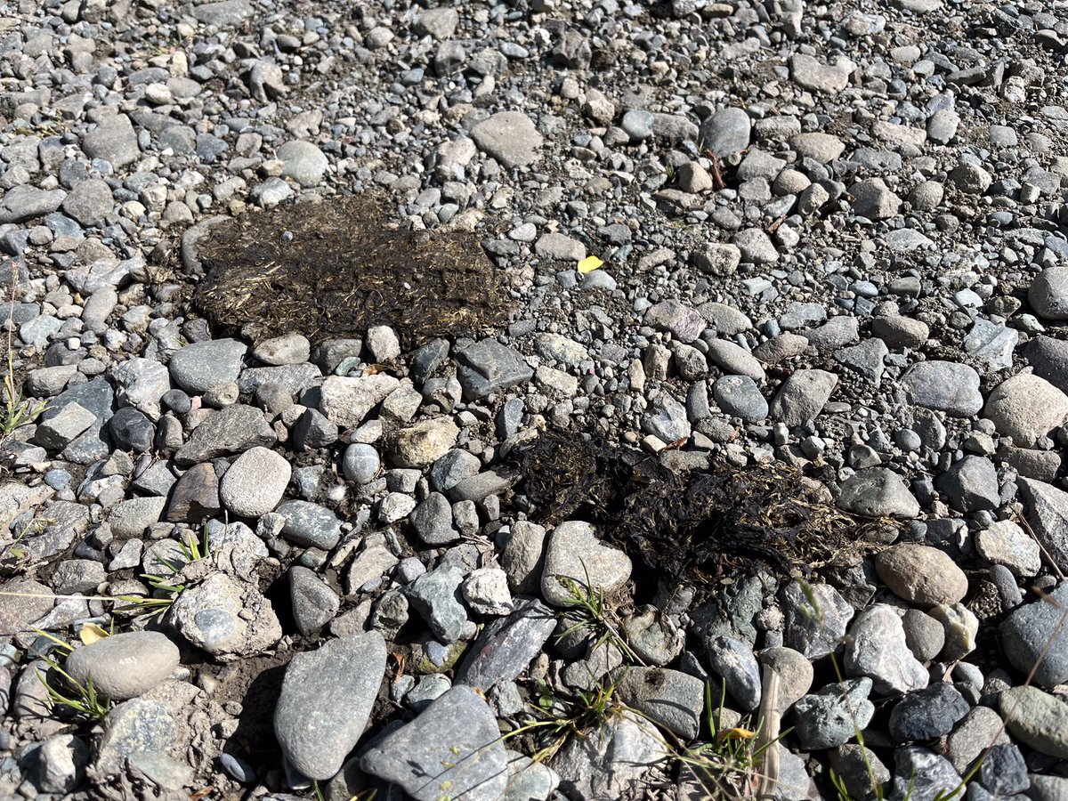 オジファーム ~アスパラガス~ tweet media