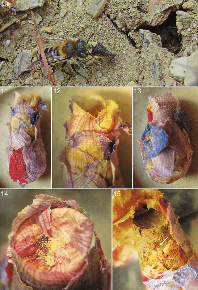 🝫 ✹ ᴰʳᵉᵃᵐ ᴶᵒᵘʳⁿᵃˡⁱˢᵗ tweet media