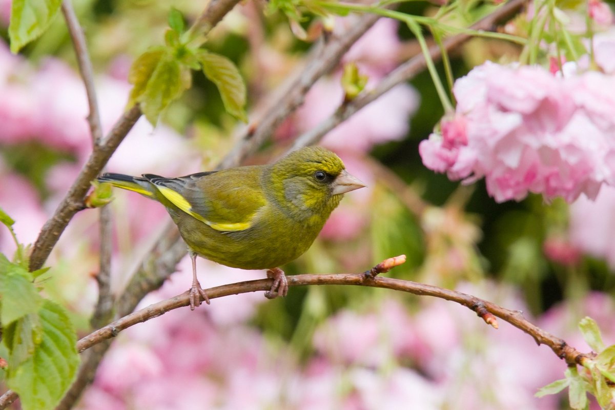 Are you putting birds at risk in your garden? 🐦 Discover the dangers that could be lurking in your garden and how to help birds stay safe here: spr.ly/6013eT1fb