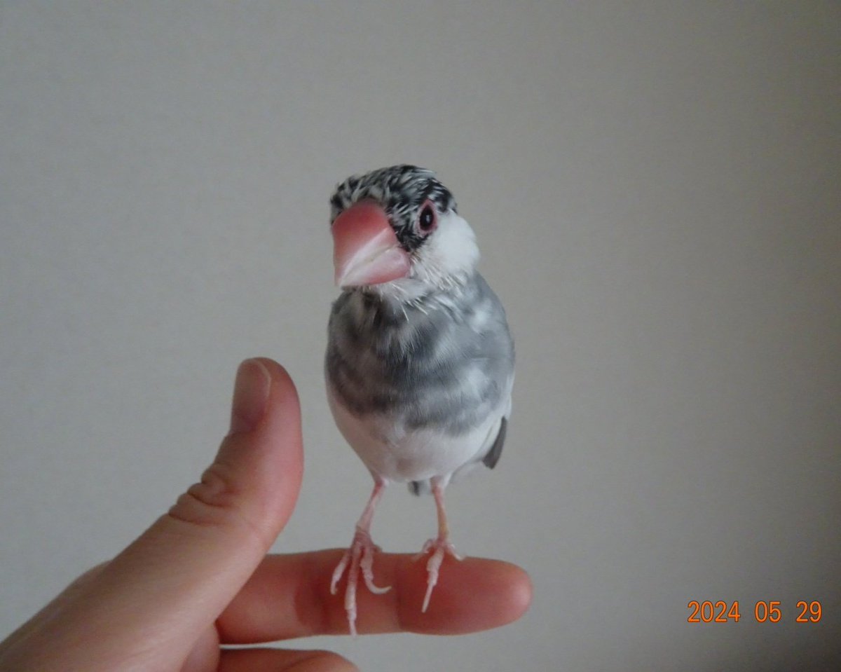 sakurabunchooo's tweet photo. 今日のツクツクちゃん
ご飯モリモリ食べてエライ！
#文鳥 https://t.co/Isno2irl3F