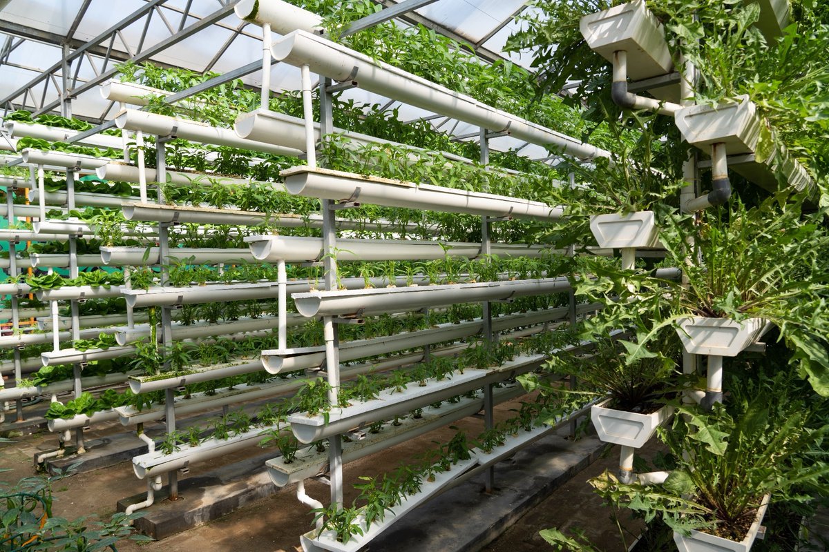 🌱 Discover how #AI and #IoT are transforming hydroponic farming! #SmartFarming #AIoT #Hydroponics

azorobotics.com/news.aspx?News…