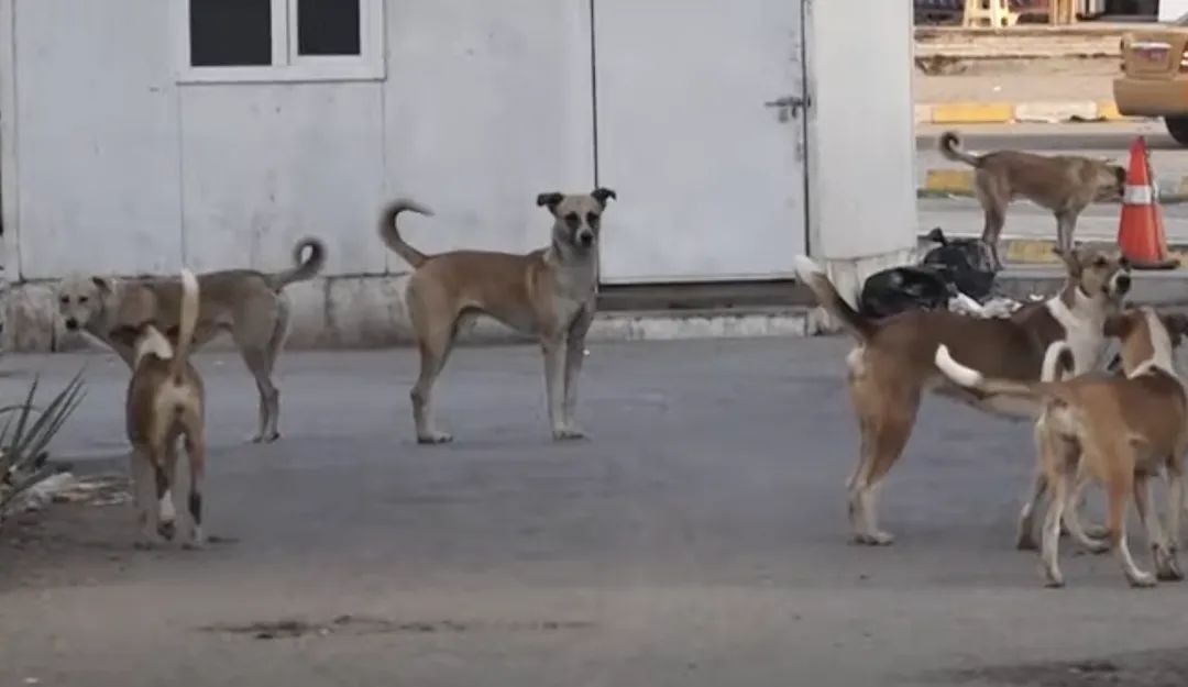 راح تنبح الكلاب الولائية الإطارية على خطاب الصدر ضد إسرائيل 
وكأنه شتم ابهاتم... صدك همه ابهاتهم امريكا واسرائيل...لا يا سفلة