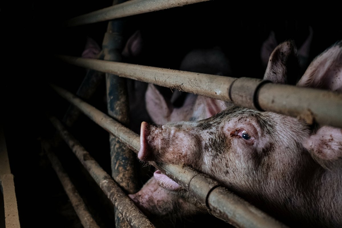 Farms exploit and torture all animals including pigs, who are forced to spend their lives confined in cold, dark, and filthy concrete pens before being slaughtered.

Stop Supporting Animal Cruelty
GoVegan🌱🌎

#AnimalRights #GoVegan #EndSpeciesism #Vegan #RosesLaw