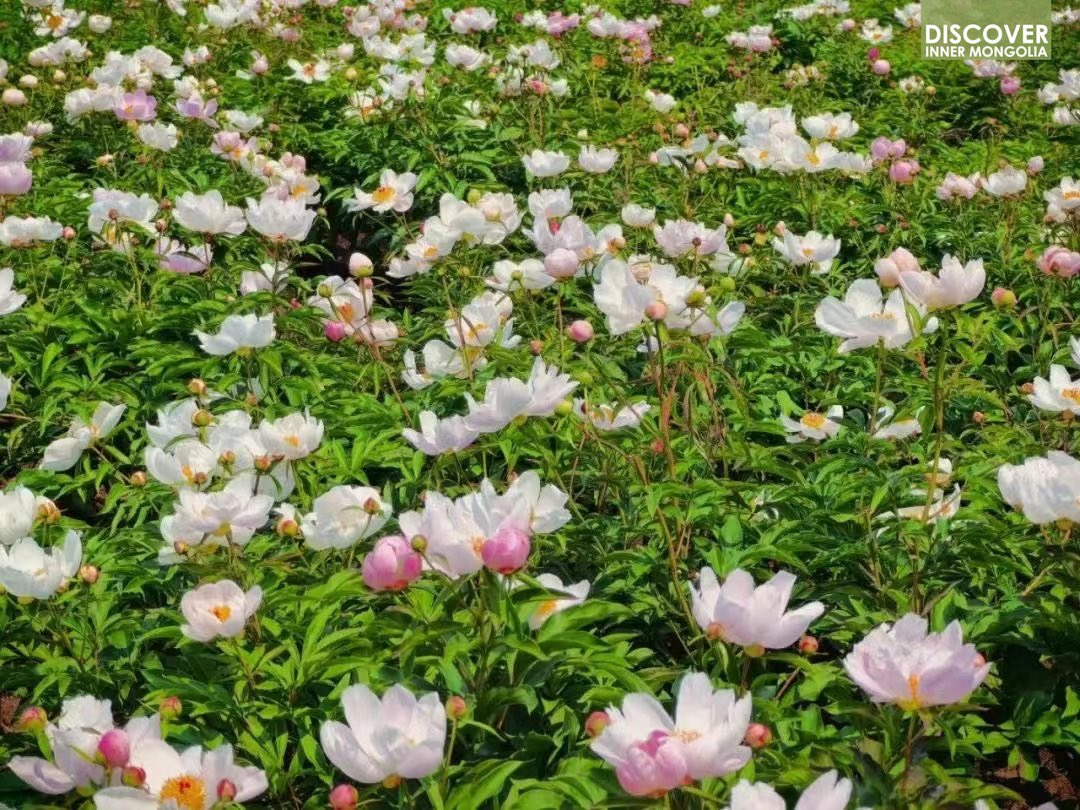 Lose yourself in a dazzling sea of red #peony root in Gegenmiao Town, Hinggan League, #InnerMongolia! The demonstration planting base features pristine wooden walkways leading all the way to the mountaintop, where rice paddies merge with azure skies to soothe your mind.